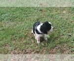 Small #12 English Springer Spaniel