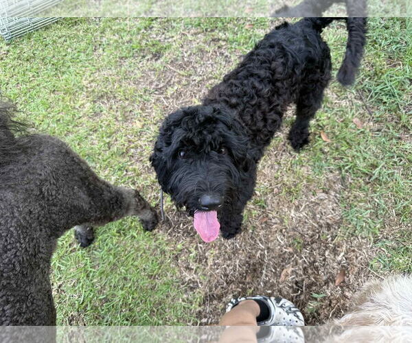 Medium Photo #3 Unknown-Wheaten Terrier Mix Puppy For Sale in Valrico, FL, USA