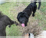 Small #2 Wheaten Terrier Mix