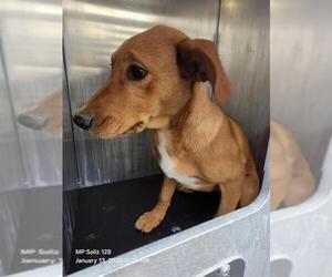 Labrador Retriever-Unknown Mix Dogs for adoption in San Antonio, TX, USA