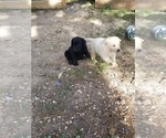 Small Photo #4 Labrador Retriever Puppy For Sale in LEBANON, MO, USA