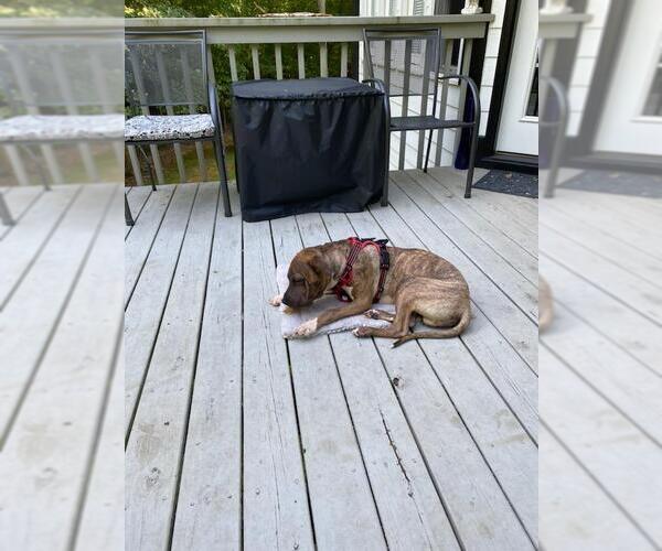 Medium Photo #18 Chinese Shar-Pei-Unknown Mix Puppy For Sale in Holly Springs, NC, USA