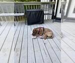 Small #17 Chinese Shar-Pei Mix