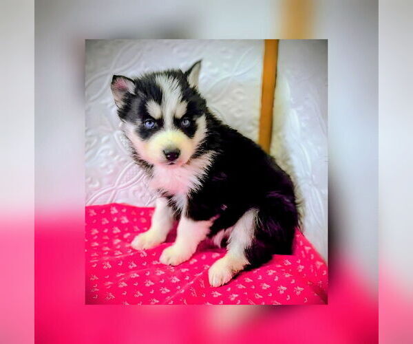 Medium Photo #13 Siberian Husky Puppy For Sale in MOUNT AYR, IA, USA