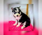 Small #1 Siberian Husky