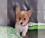 Puppy Pink bandana Pembroke Welsh Corgi