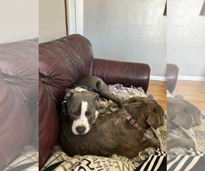 American Pit Bull Terrier Dogs for adoption in Uwchlan, PA, USA