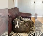 Small American Pit Bull Terrier