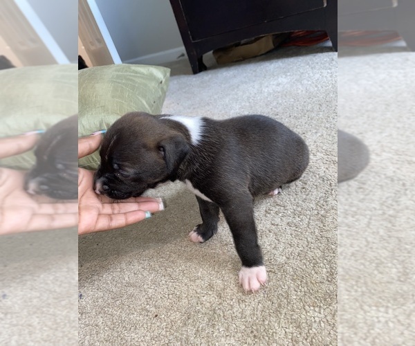 Medium Photo #4 American Pit Bull Terrier-Labrador Retriever Mix Puppy For Sale in COVINGTON, GA, USA