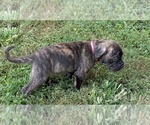 Puppy Foxypink Cane Corso