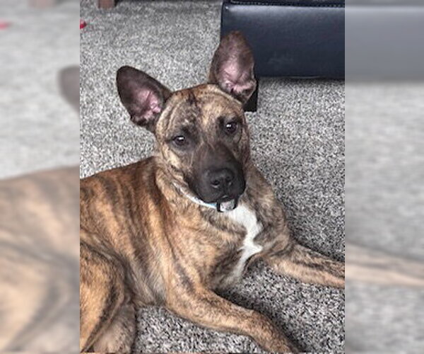 Medium Photo #2 Mutt Puppy For Sale in Plainfield, IL, USA