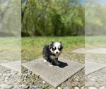 Small #5 Pomsky