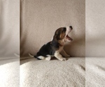 Small Photo #18 Basset Hound Puppy For Sale in PETERSBURG, IN, USA