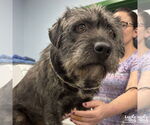 Small #1 Cairn Terrier Mix