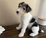 Small #13 Wire Fox Terrier