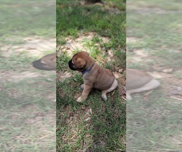 Medium Photo #14 Bullmastiff Puppy For Sale in CAMDEN, TN, USA