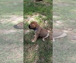Small #13 Bullmastiff