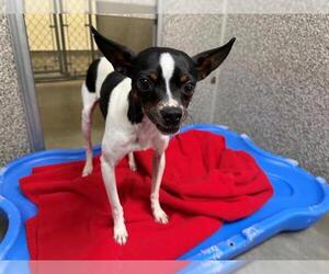 Chihuahua Dogs for adoption in Santa Rosa, CA, USA