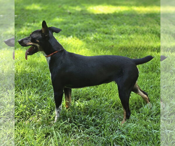 Medium Photo #3 Rat Terrier Puppy For Sale in Yardley, PA, USA
