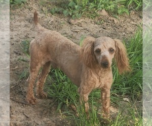 Father of the Poovanese puppies born on 05/17/2026