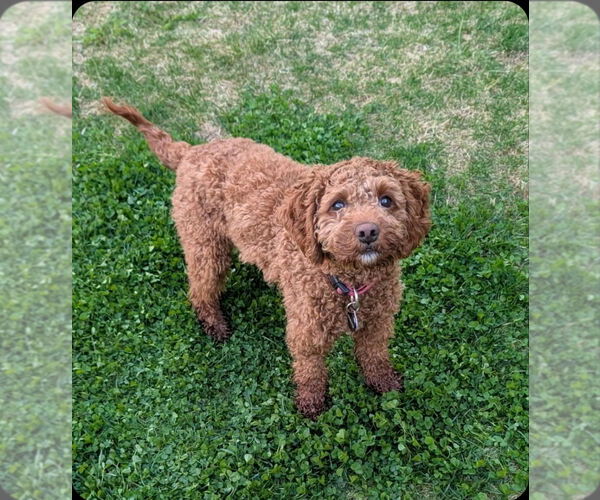 Medium Photo #5 Cockapoo Puppy For Sale in Brights Grove, Ontario, Canada