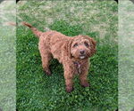 Small #4 Cockapoo
