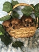 Small Photo #8 Yorkshire Terrier Puppy For Sale in KYLE, TX, USA