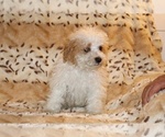 Small #10 Goldendoodle (Miniature)