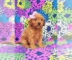 Small Photo #2 Cavachon-Poodle (Toy) Mix Puppy For Sale in LANCASTER, PA, USA