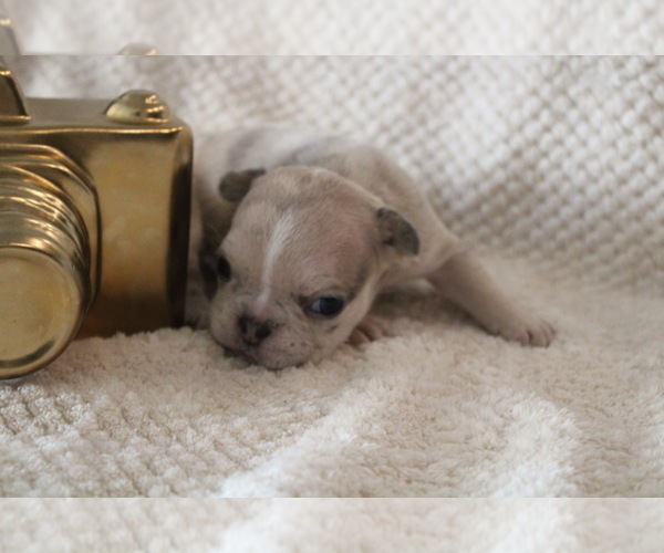 Medium Photo #29 French Bulldog Puppy For Sale in SPRING, TX, USA