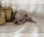 Small #28 French Bulldog