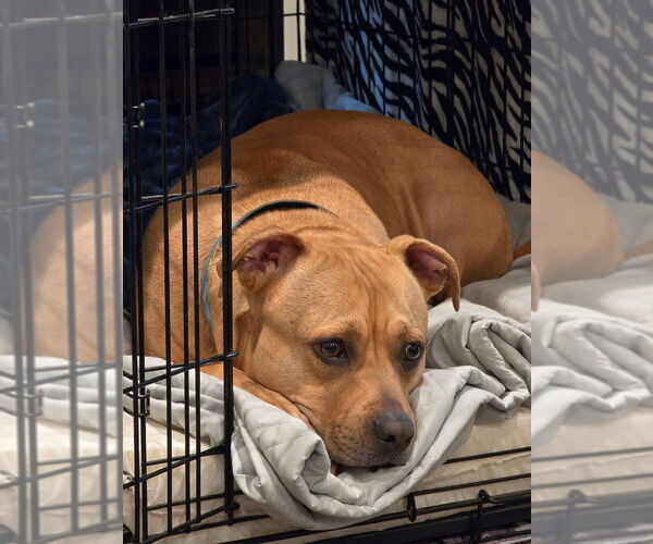 Medium Photo #7 American Pit Bull Terrier-Unknown Mix Puppy For Sale in OKLAHOMA CITY, OK, USA