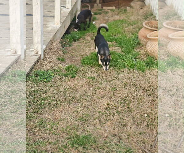 Medium Photo #3 Rat Terrier-Shiba Inu Mix Puppy For Sale in Wakefield, RI, USA