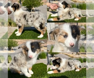 Border Collie Puppy for sale in NEWPORT BEACH, CA, USA