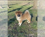 Small Photo #1 Shiba Inu Puppy For Sale in STELLA, MO, USA