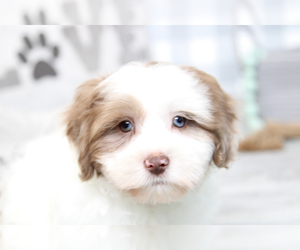 Shih-Poo Puppy for sale in MARIETTA, GA, USA