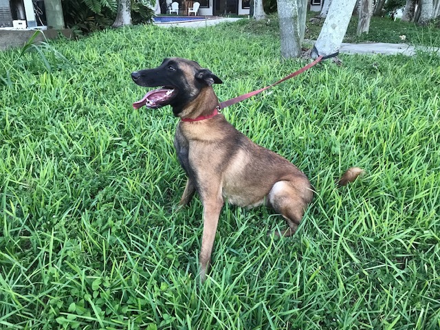 Medium Photo #1 Belgian Malinois Puppy For Sale in KENDALL, FL, USA