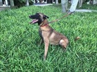 Small Photo #1 Belgian Malinois Puppy For Sale in KENDALL, FL, USA