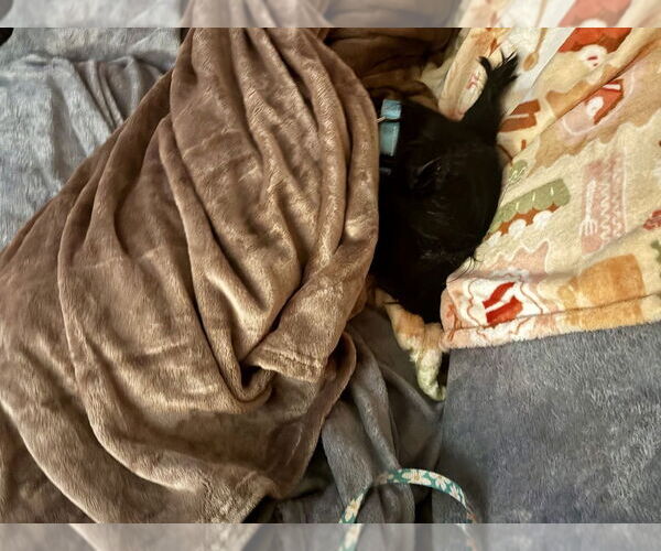 Medium Photo #2 Mutt Puppy For Sale in Springdale, PA, USA