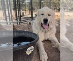 Small #2 Great Pyrenees