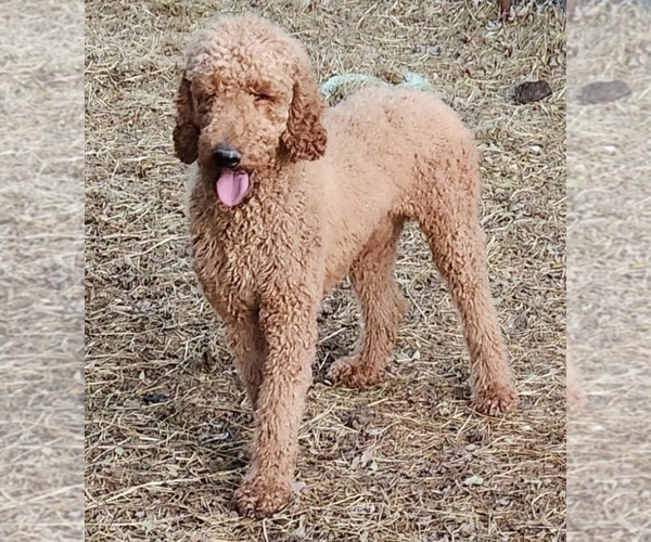 Medium Photo #1 Poodle (Standard) Puppy For Sale in EDINA, MO, USA
