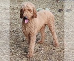Small Photo #1 Poodle (Standard) Puppy For Sale in EDINA, MO, USA