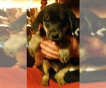 Small Photo #10 Golden Labrador Puppy For Sale in IDAHO SPRINGS, CO, USA