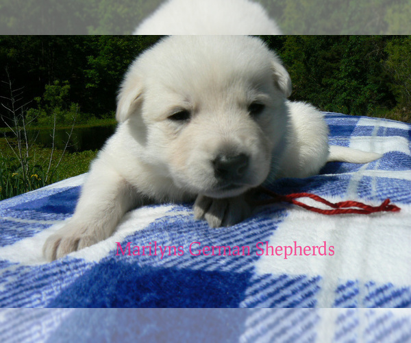 Medium Photo #2 German Shepherd Dog Puppy For Sale in PIEDMONT, MO, USA