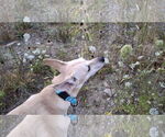 Small #22 Saluki-Whippet Mix