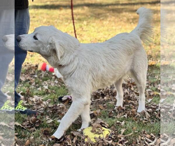 Medium Photo #3 Labrenees Puppy For Sale in Yardley, PA, USA