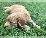 Small Photo #6 Labradoodle Puppy For Sale in BURTON, OH, USA