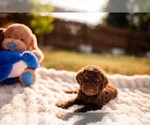 Puppy Dobby Goldendoodle-Poodle (Standard) Mix