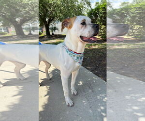 Bulloxer Dogs for adoption in Myrtle Beach, SC, USA
