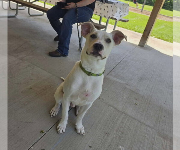 Medium Photo #8 American Pit Bull Terrier-Unknown Mix Puppy For Sale in Germantown, OH, USA
